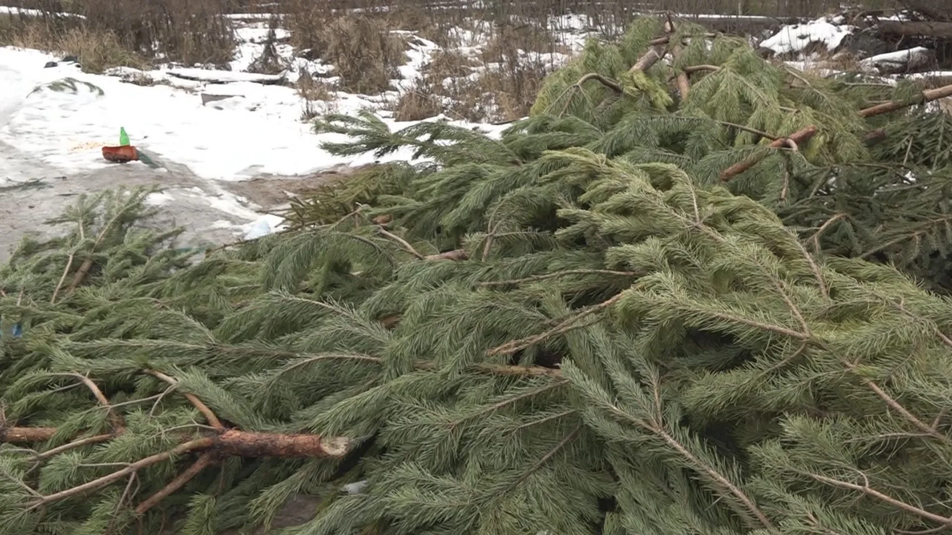 Стихийную свалку из елок ликвидировали в Богородском. Деревья отдали на переработку