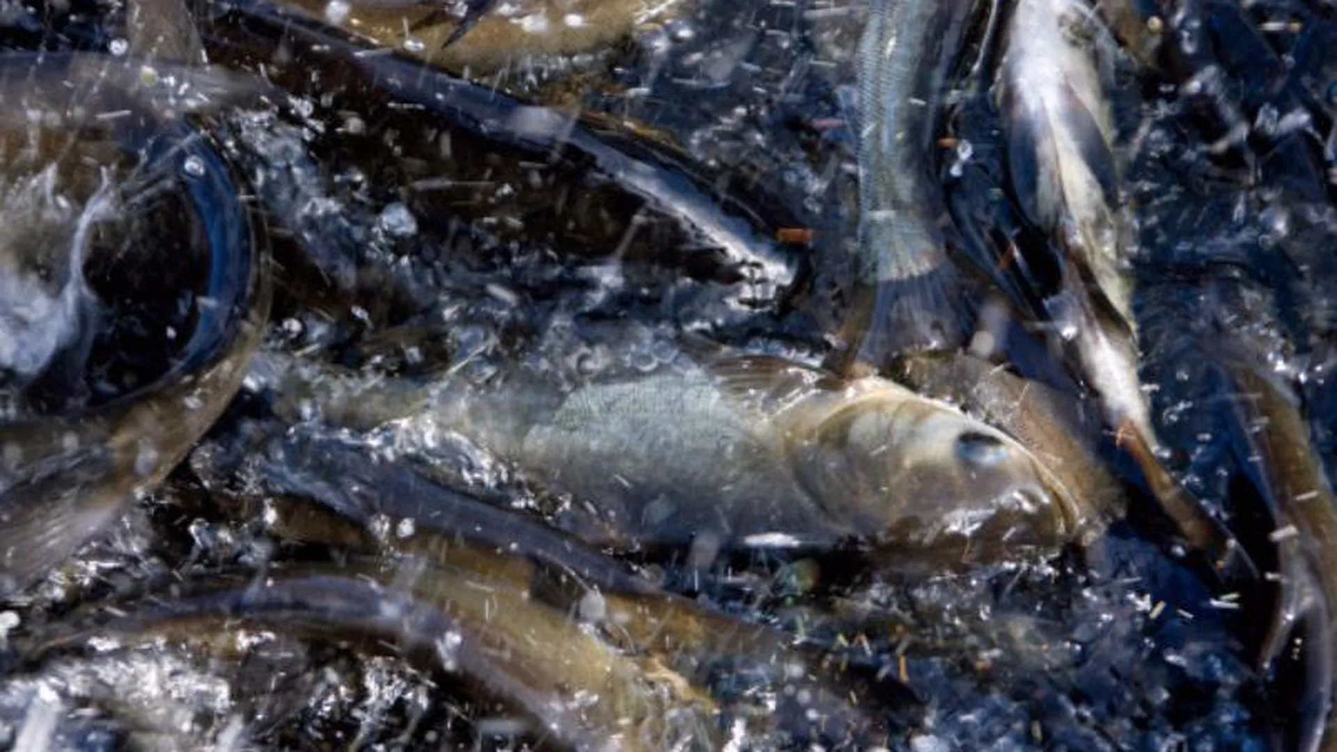 Полтонны рыбы выпустили в озеро в Солнечногорске