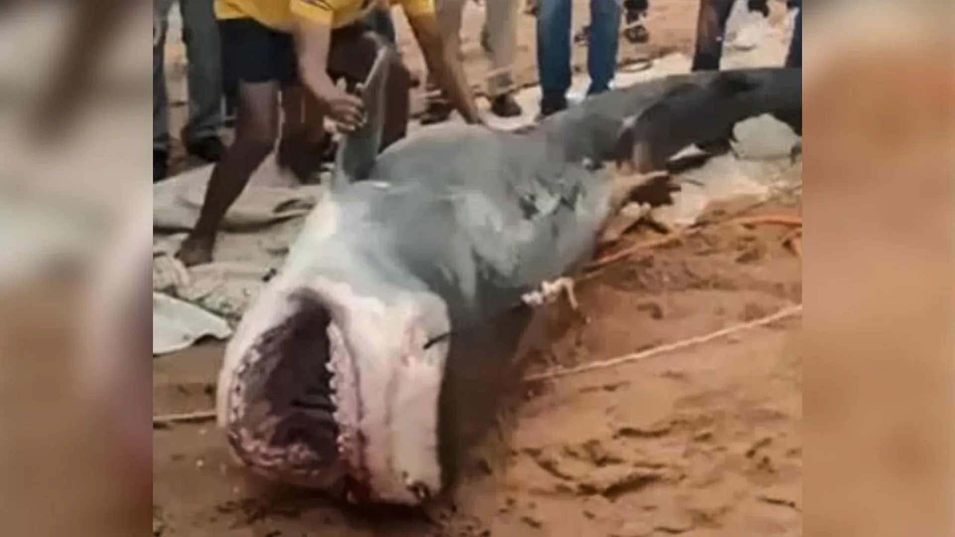 «Чтоб знали, что русского съела»: в Египте решили бальзамировать акулу, откусившую голову туриста