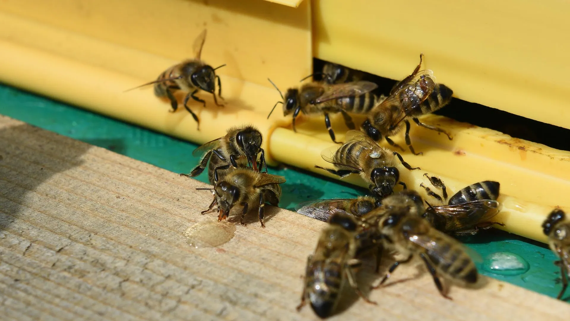 Пчеловод Тастан назвал причины массового сжигания пчел в западных странах