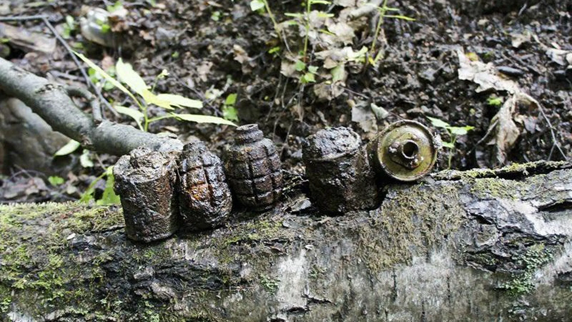 Гранаты и мины времен ВОВ нашли два грибника в лесу под Краснозаводском