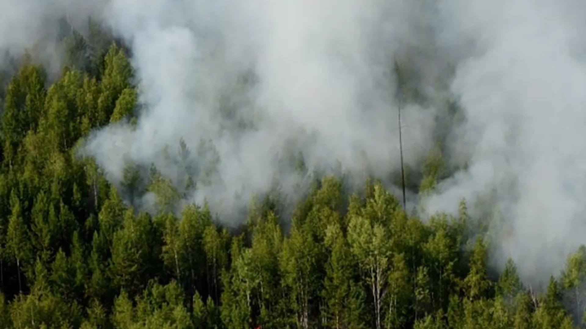 Эксперт рассказал о прогнозе лесных пожаров в регионе в 2020 году