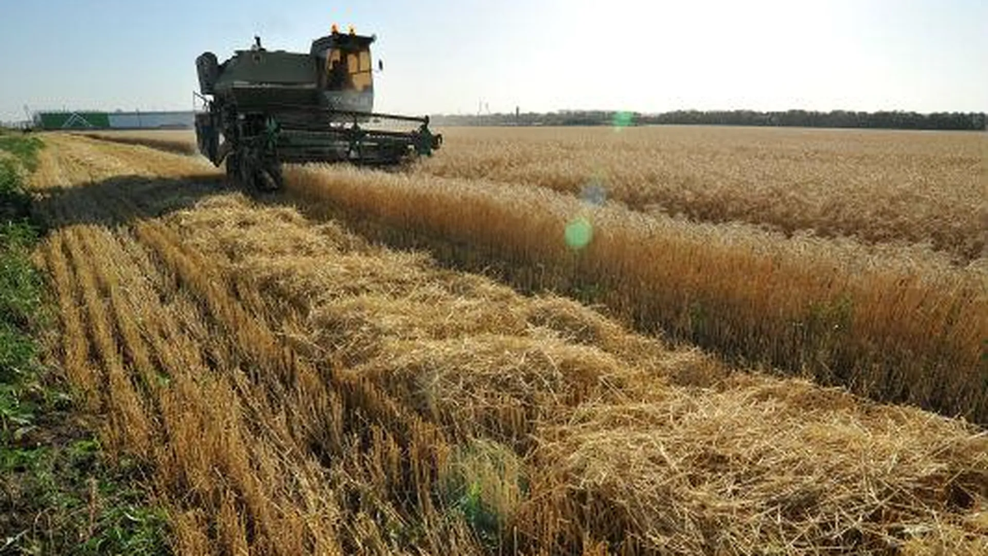 В области через неделю начнется уборка зерновых