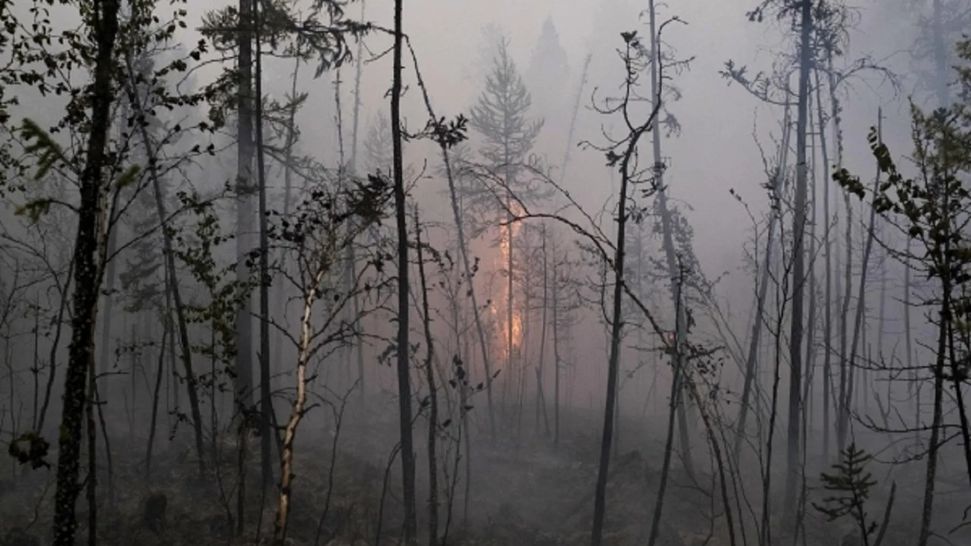 Прокуратура начала профилактические мероприятия по предупреждению пожаров в лесах Подмосковья