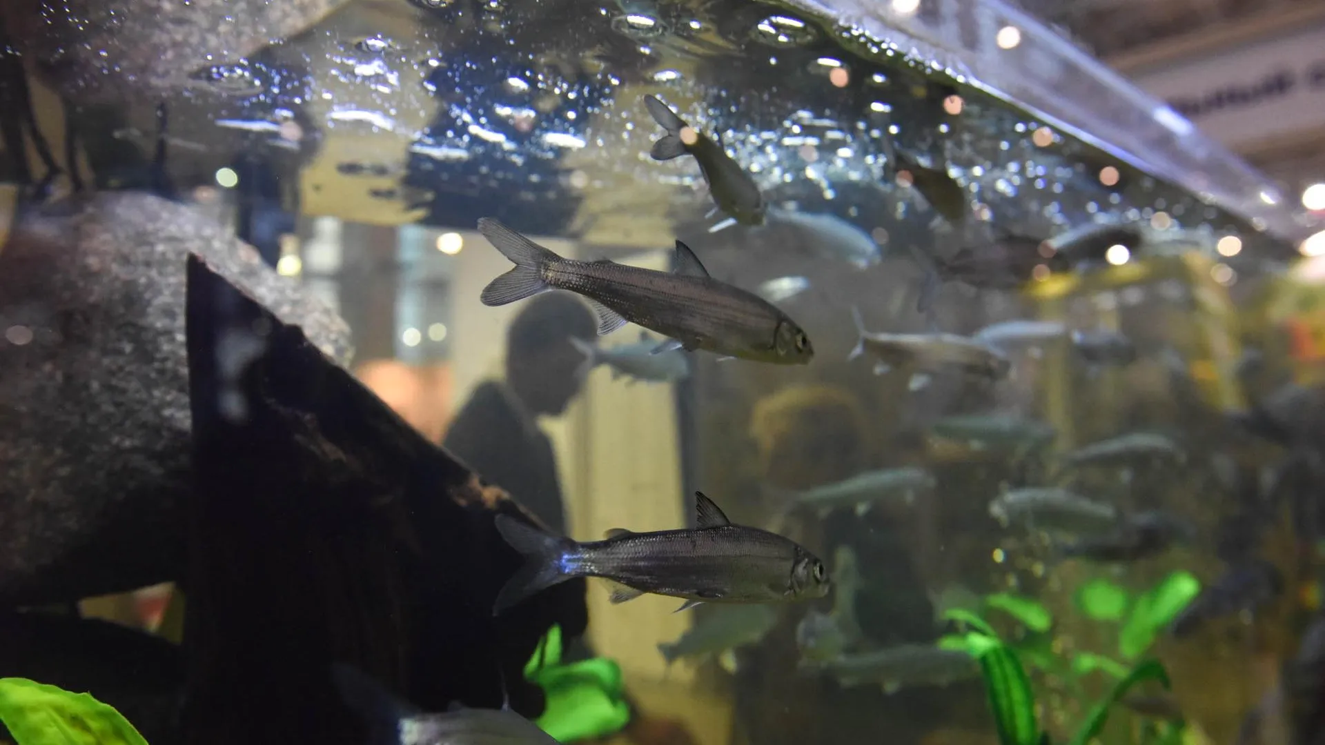 Ученые на Урале проводят тестирование антидепрессантов на грустных рыбках