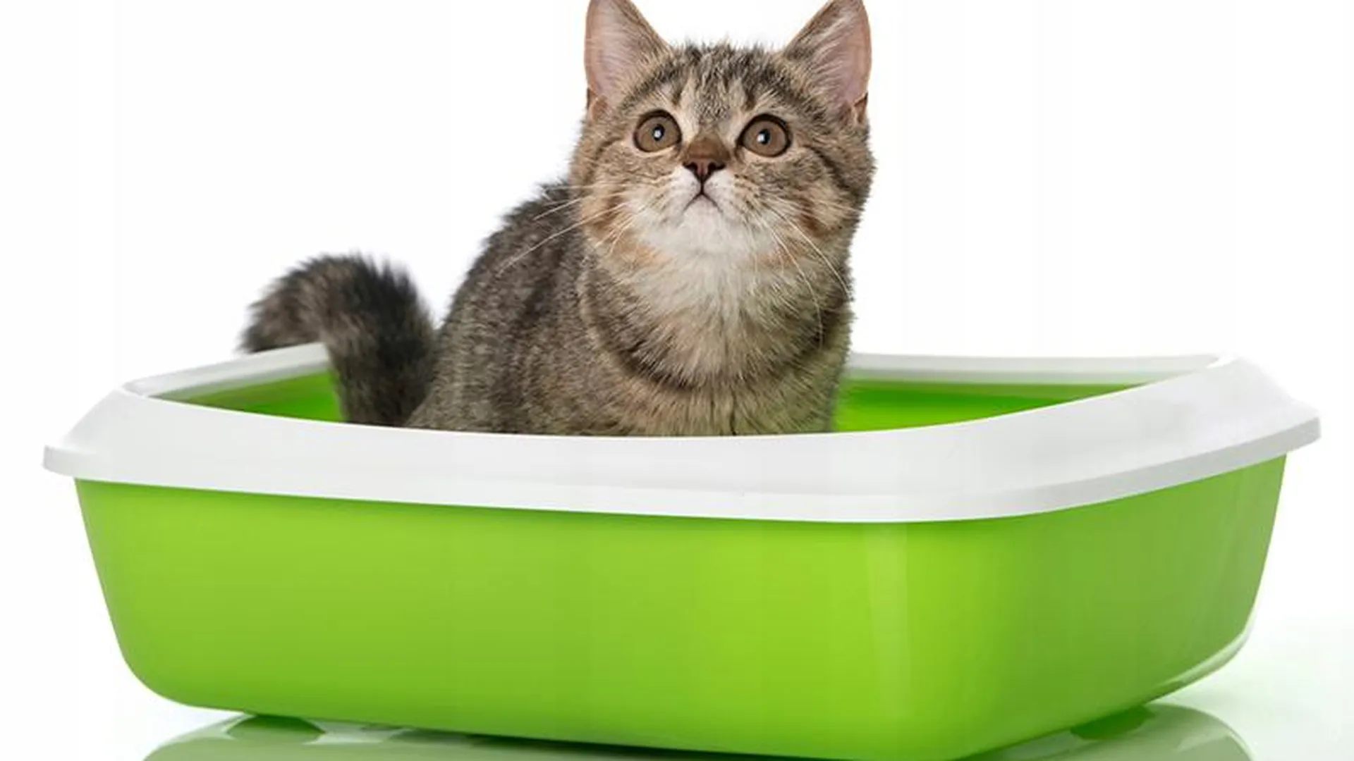  Солнечногорский предприниматель хочет охватить своим наполнителем все кошачьи туалеты России