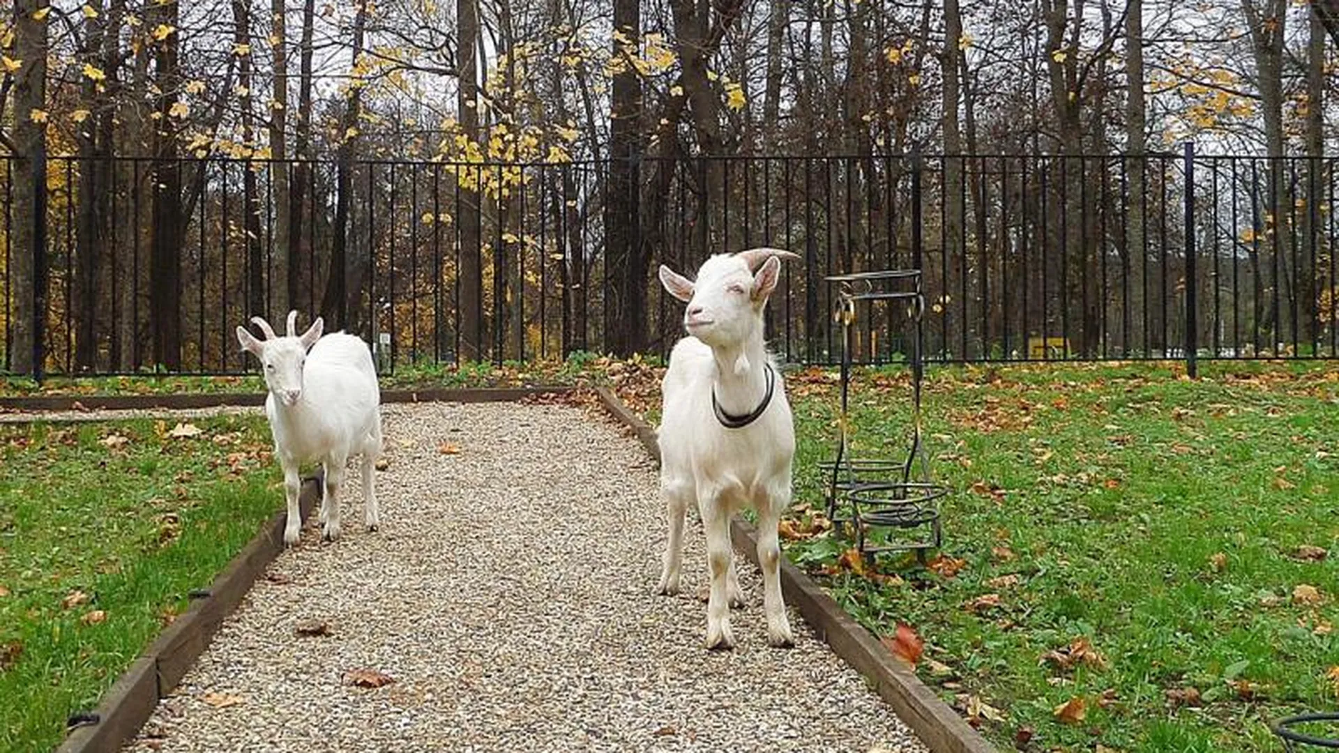 Историко-краеведческий музей во Фрянове оккупировали голодные козы