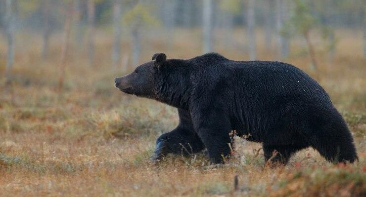 Черный медведь вломился в палатку к туристам и напал на женщину в США