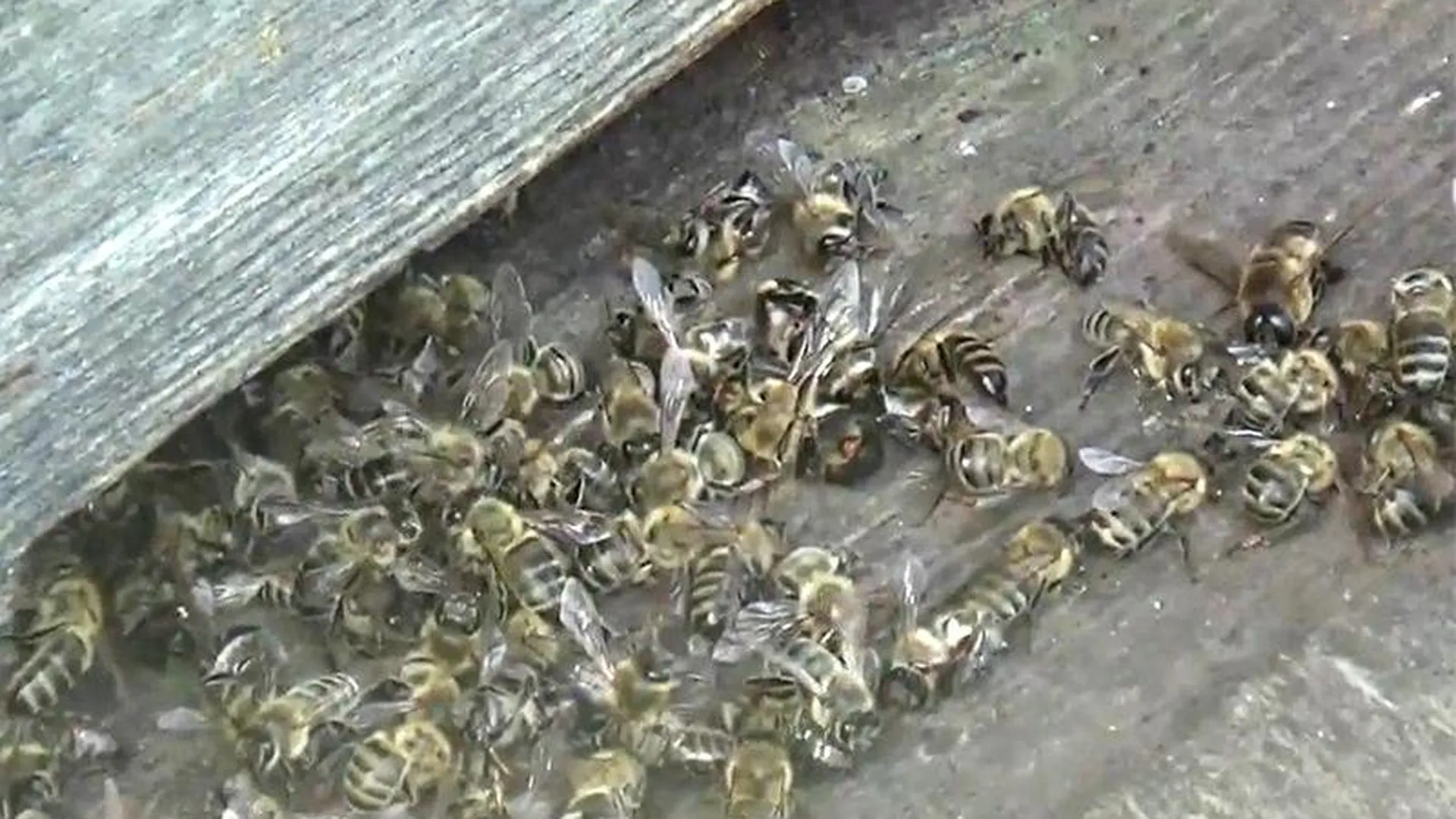 Тысячи пчел погибли на пасеках под Зарайском