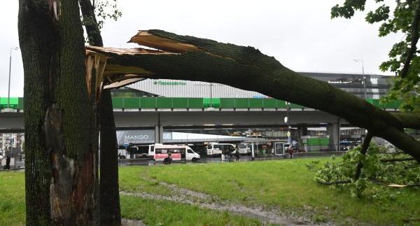 РИА «Новости»: в Подмосковье из-за урагана «Эдгар» рухнули 200 деревьев