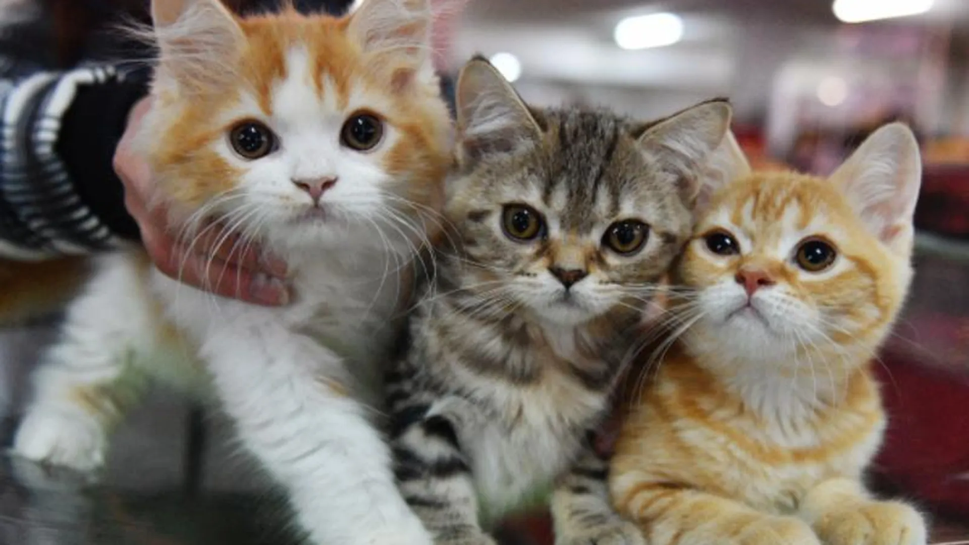В Подмосковье кошки-доноры спасают жизнь животным