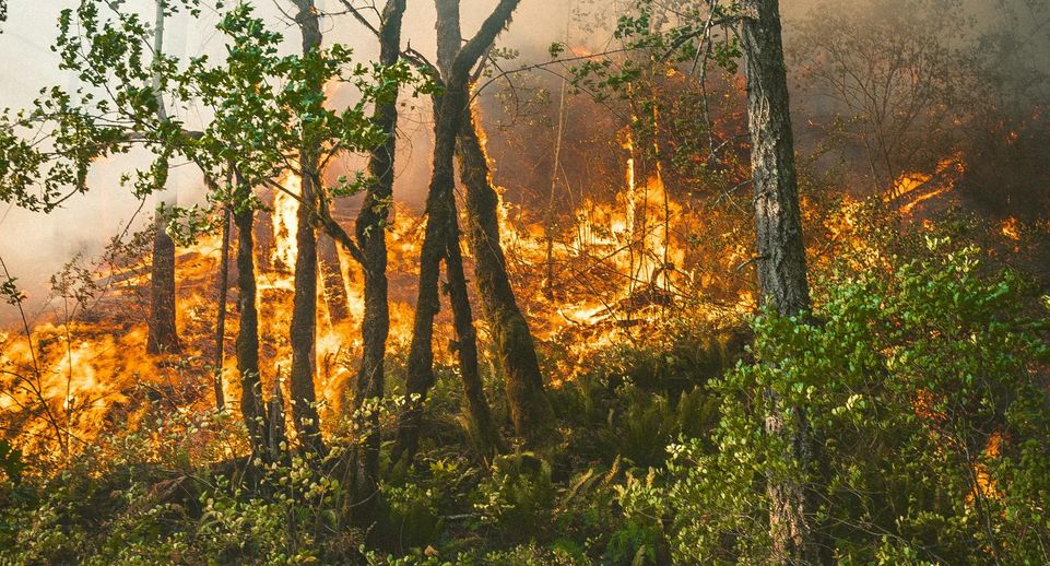 Третий класс пожарной опасности установится в лесах Подмосковья до 27 июня