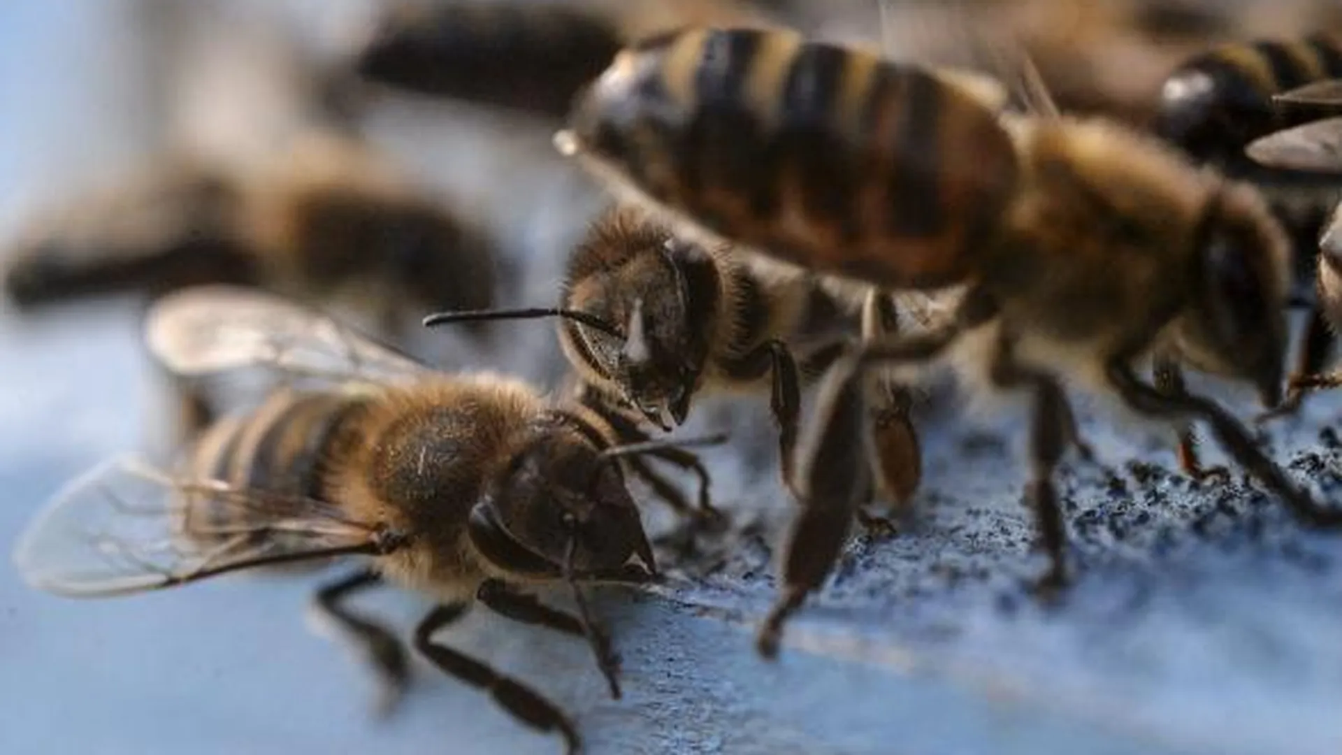 Акция в защиту пчел для Книги рекордов Гиннеса пройдет в Королеве