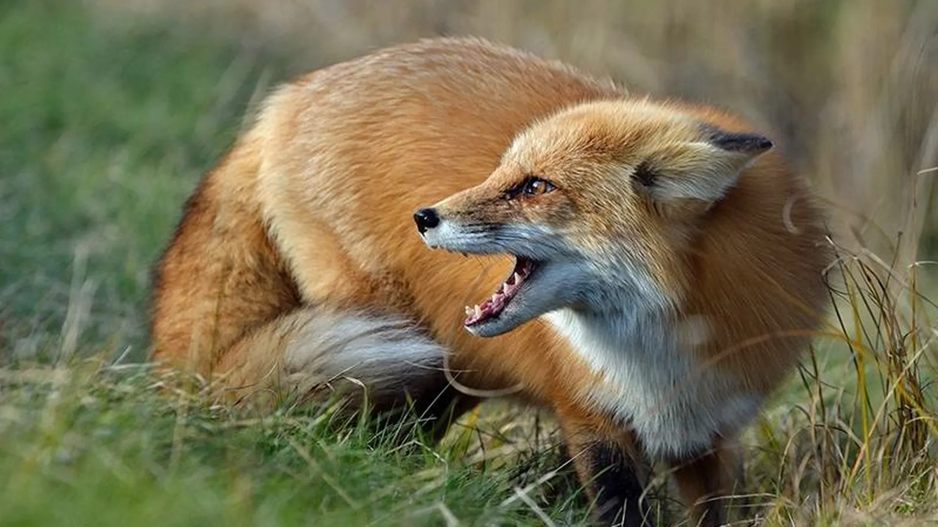 Еще три случая нападения диких лис подтвердили в Протвино