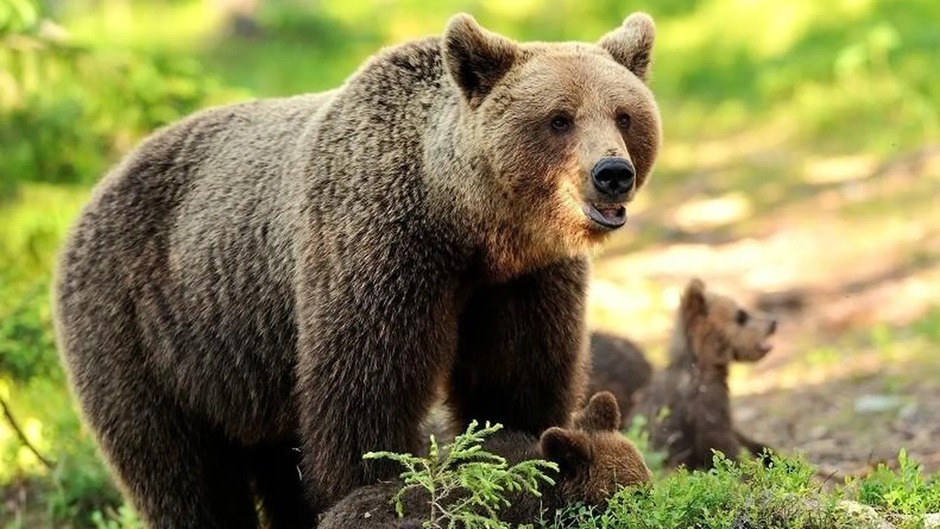 Информацию о появлении медведя вблизи Черноголовки проверяют экологи