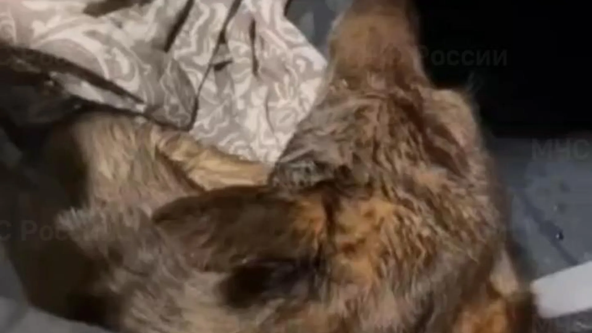 Спасенного из пожара в Ленобласти пса показали на видео