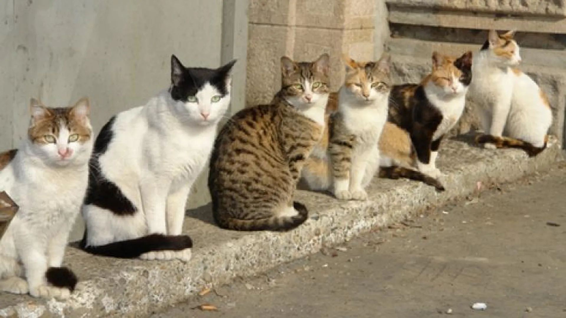 Видновскую больницу обвиняют в расстреле кошек