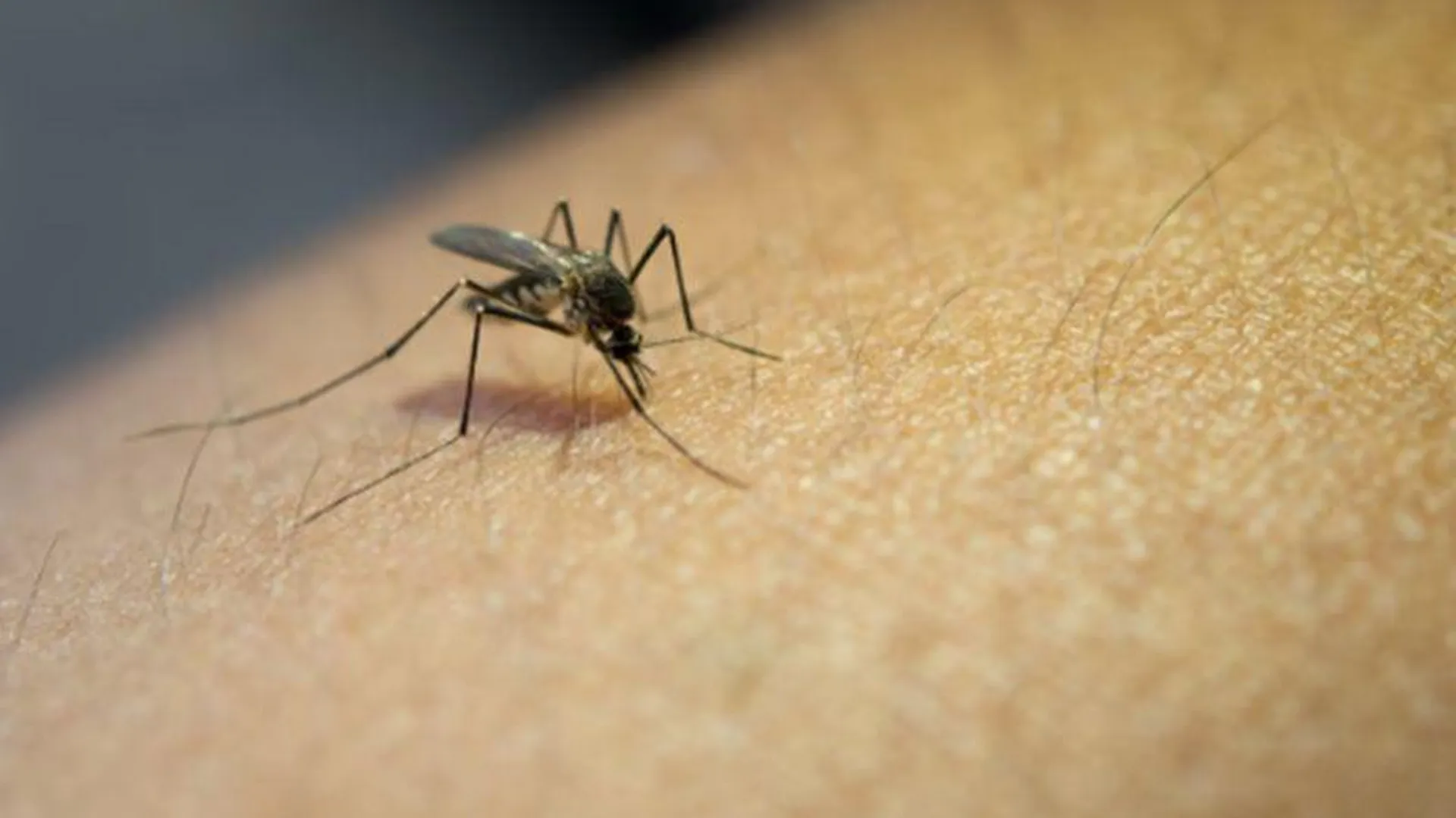 Жители Ивантеевки жалуются на агрессивных комаров