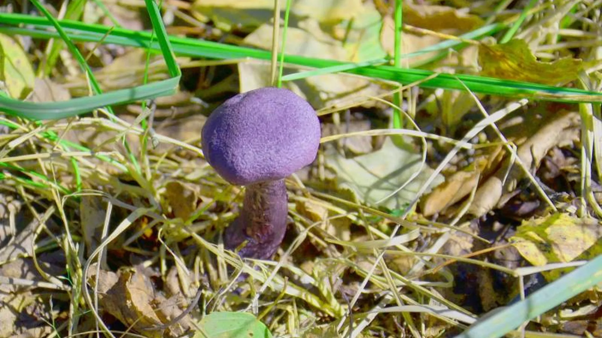 Редчайшие фиолетовые грибы нашли в Орехово-Зуевском районе