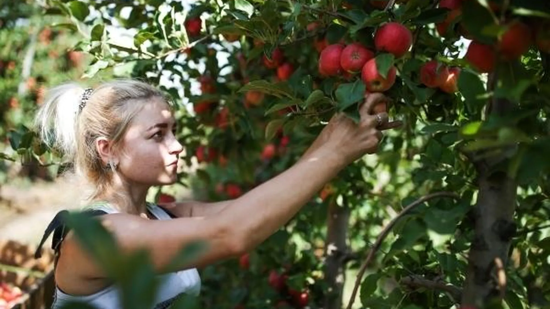 Яблочный бум в Подмосковье: узнай, куда деть лишний урожай