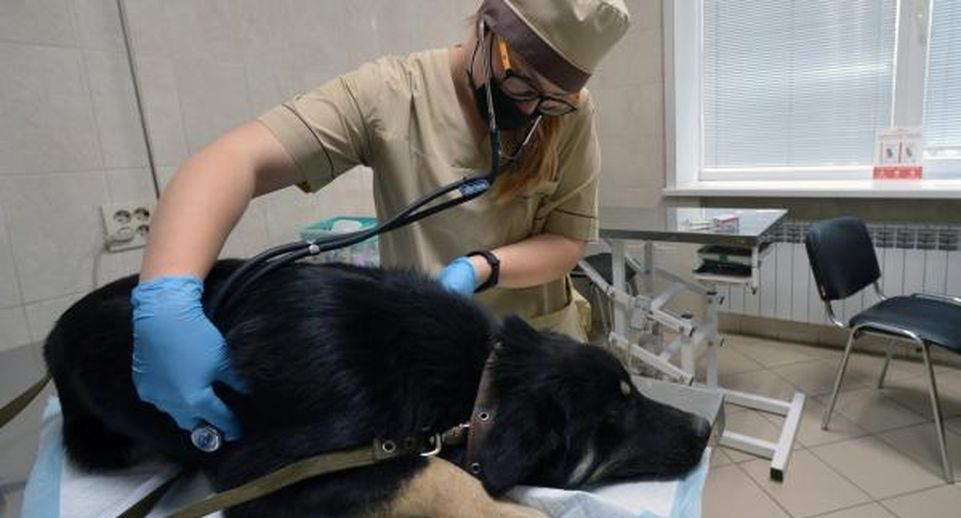Зоозащитники сообщили о гибели избитого в Москве пса Батона