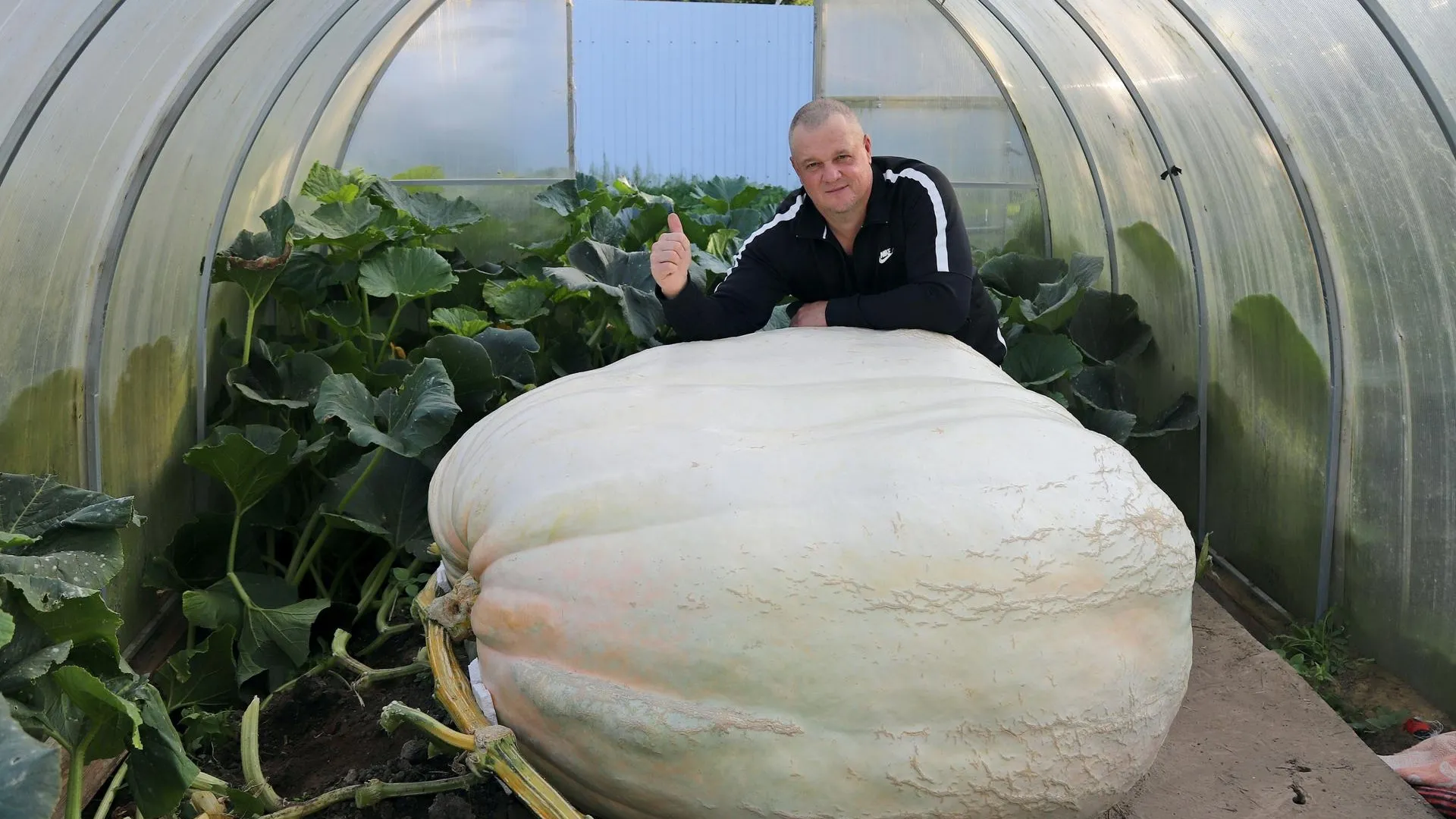 Вырастивший самую большую тыкву в России фермер из Луховиц собирается идти на новый рекорд