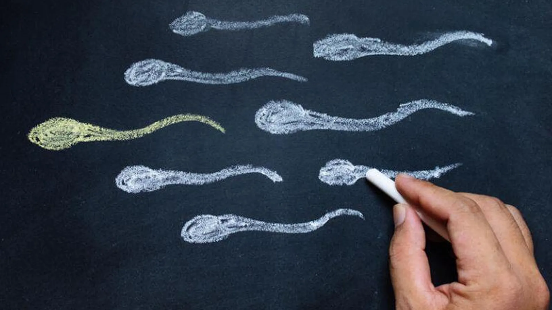 Как омолодить сперматозоиды — советы мужского врача