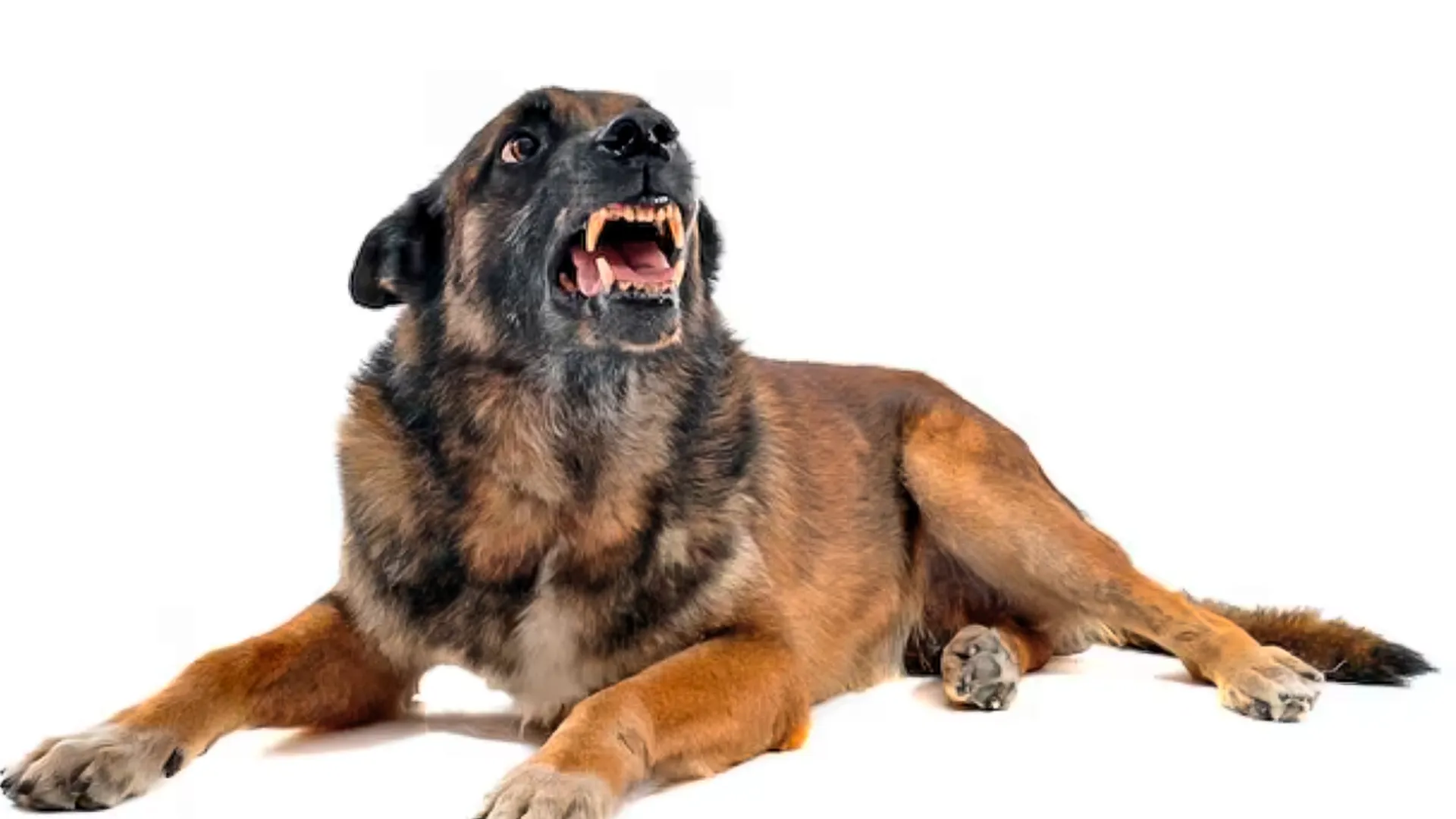 «Хозяина на пару суток в СИЗО»: собака чуть не прокусила артерию отцу двоих детей прямо на улице