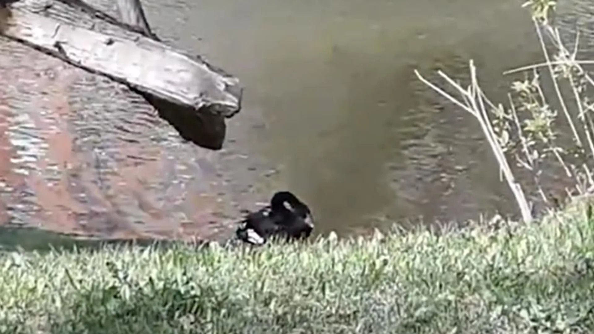 Черного лебедя в химкинском пруду растерзала собака 