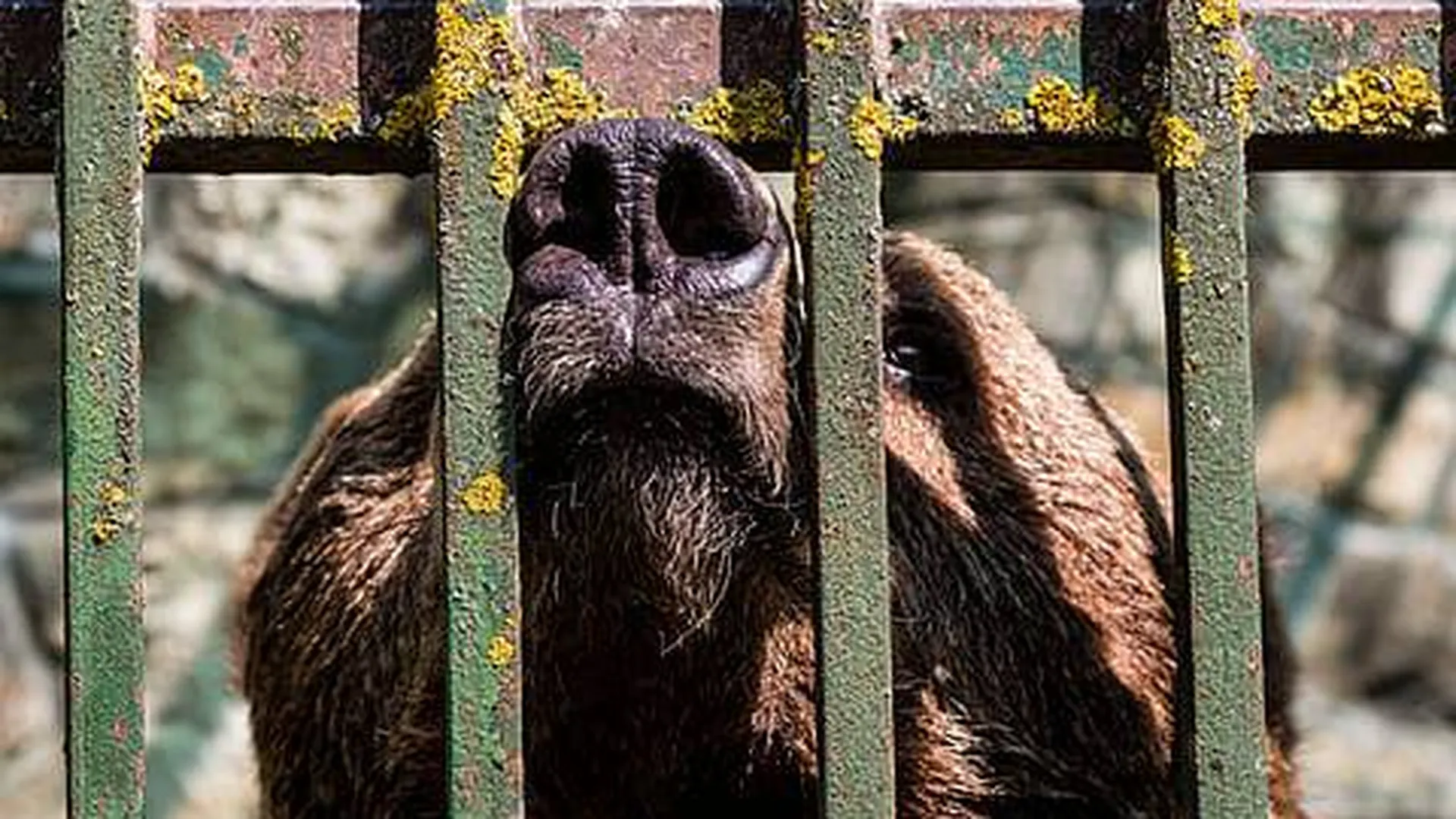 Медведей стрелка из Новых Вешек забрали в зоопарк Тульской области