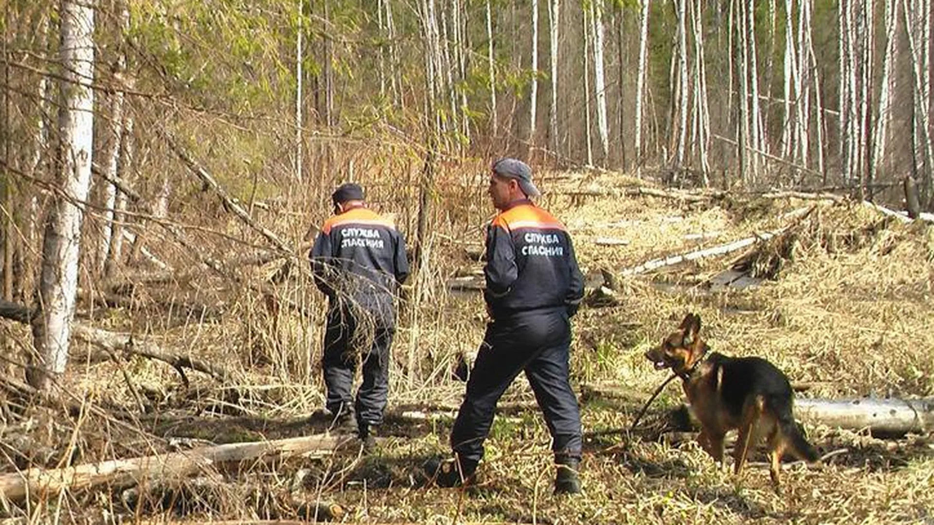 Почти 70 заблудившихся вывели из лесов Подмосковья с начала года