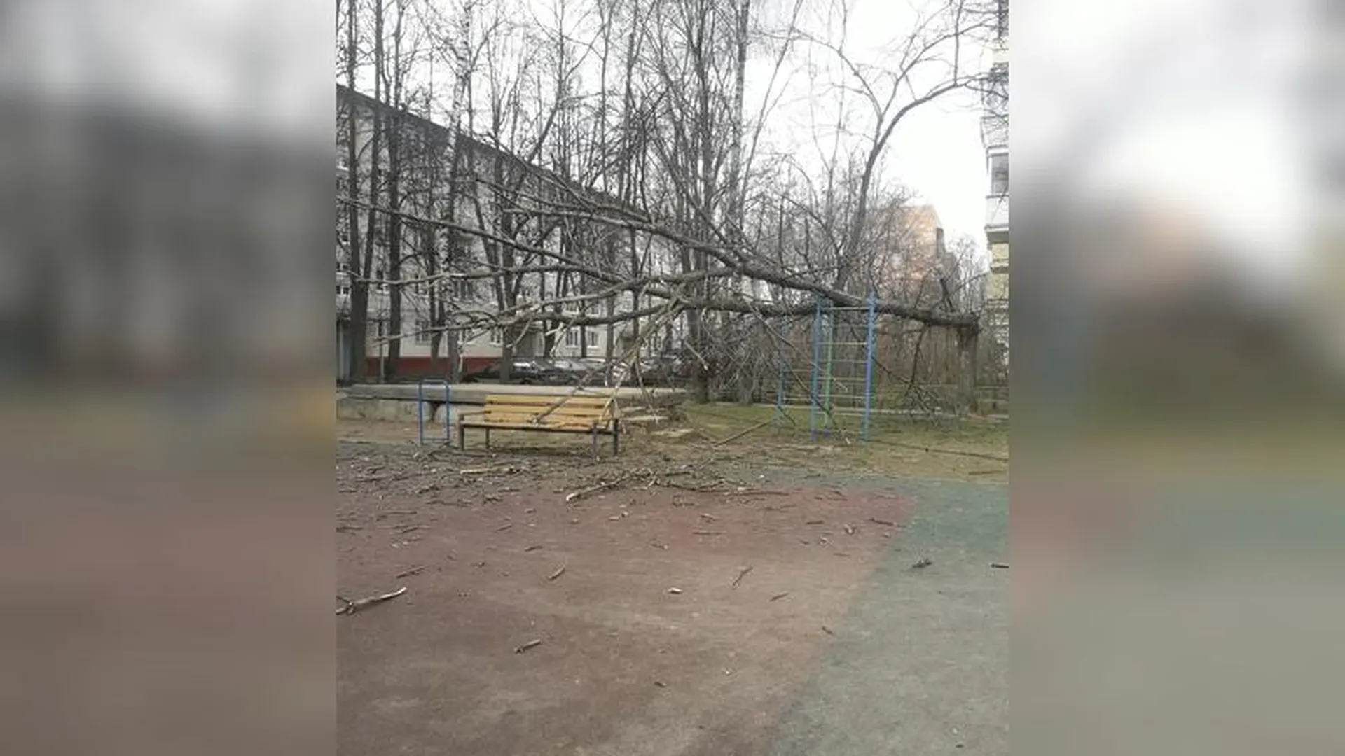 Дерево упало на детей в Долгопрудном