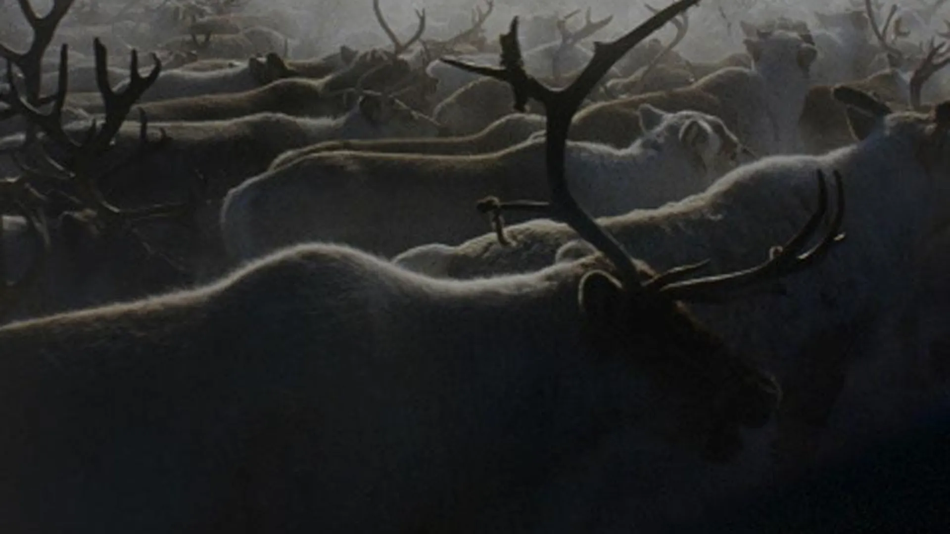 Северные олени из-за глобального потепления бегут из Карелии