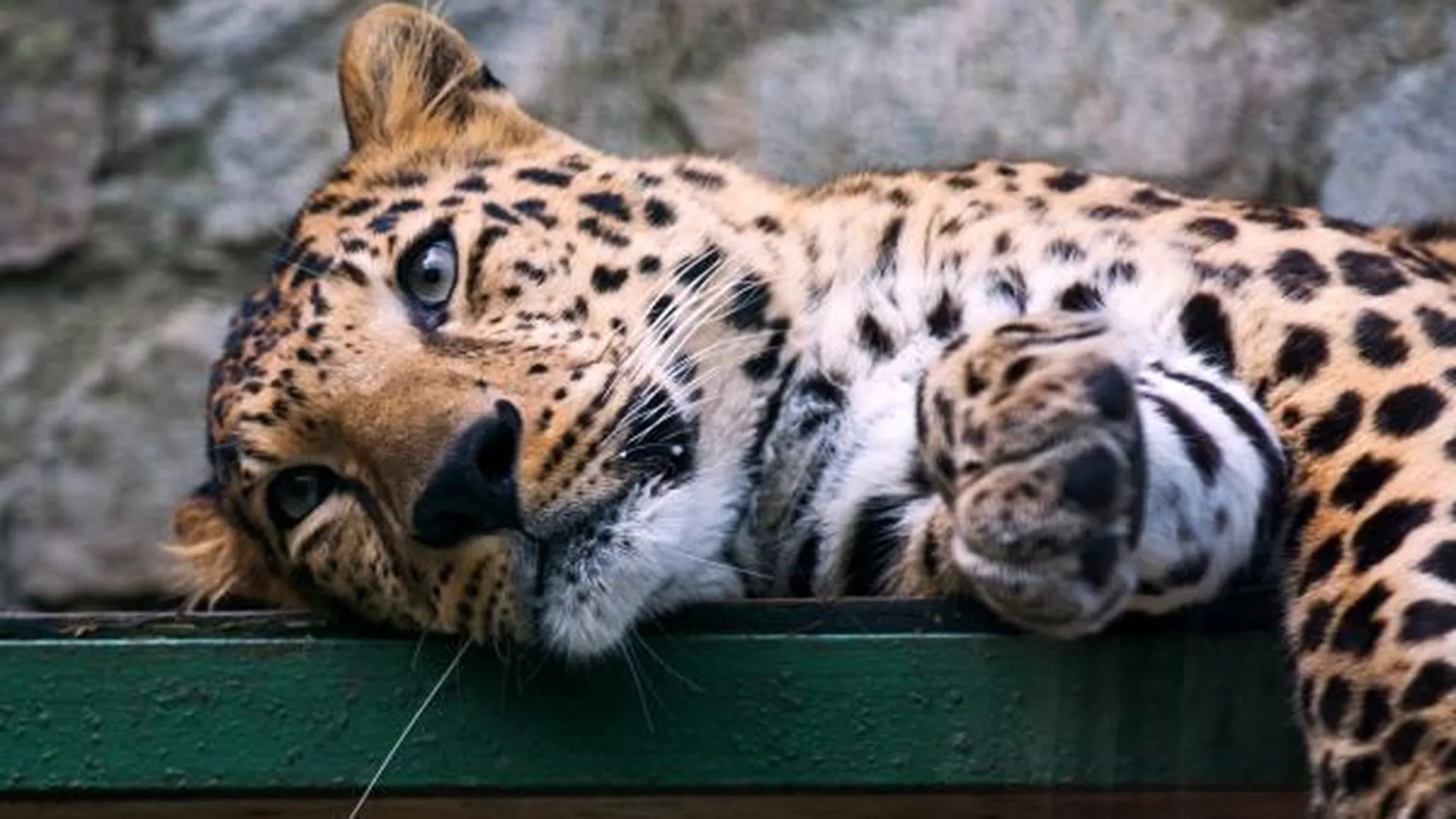 Редчайшего дальневосточного леопарда привезут из Приморья в Московский зоопарк