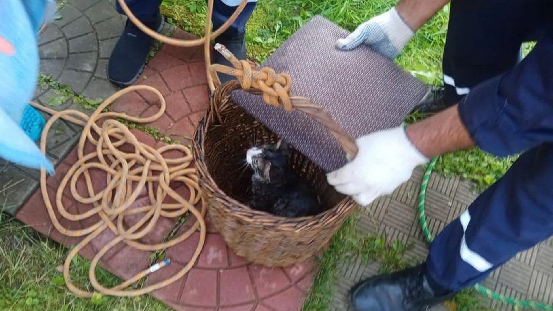 Спасатели в Волоколамском округе достали котенка, упавшего в 16-метровый колодец