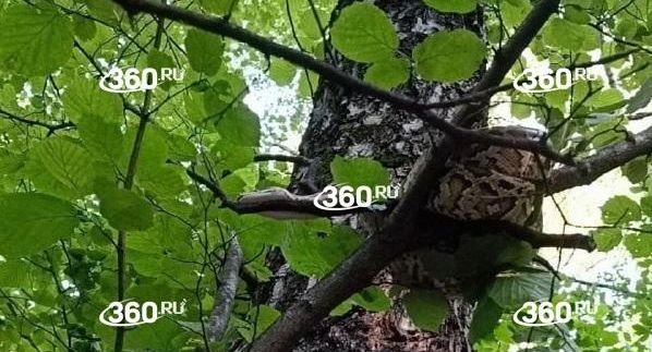 Источник 360.ru: москвичи заметили трехметровую змею на дереве в Конькове