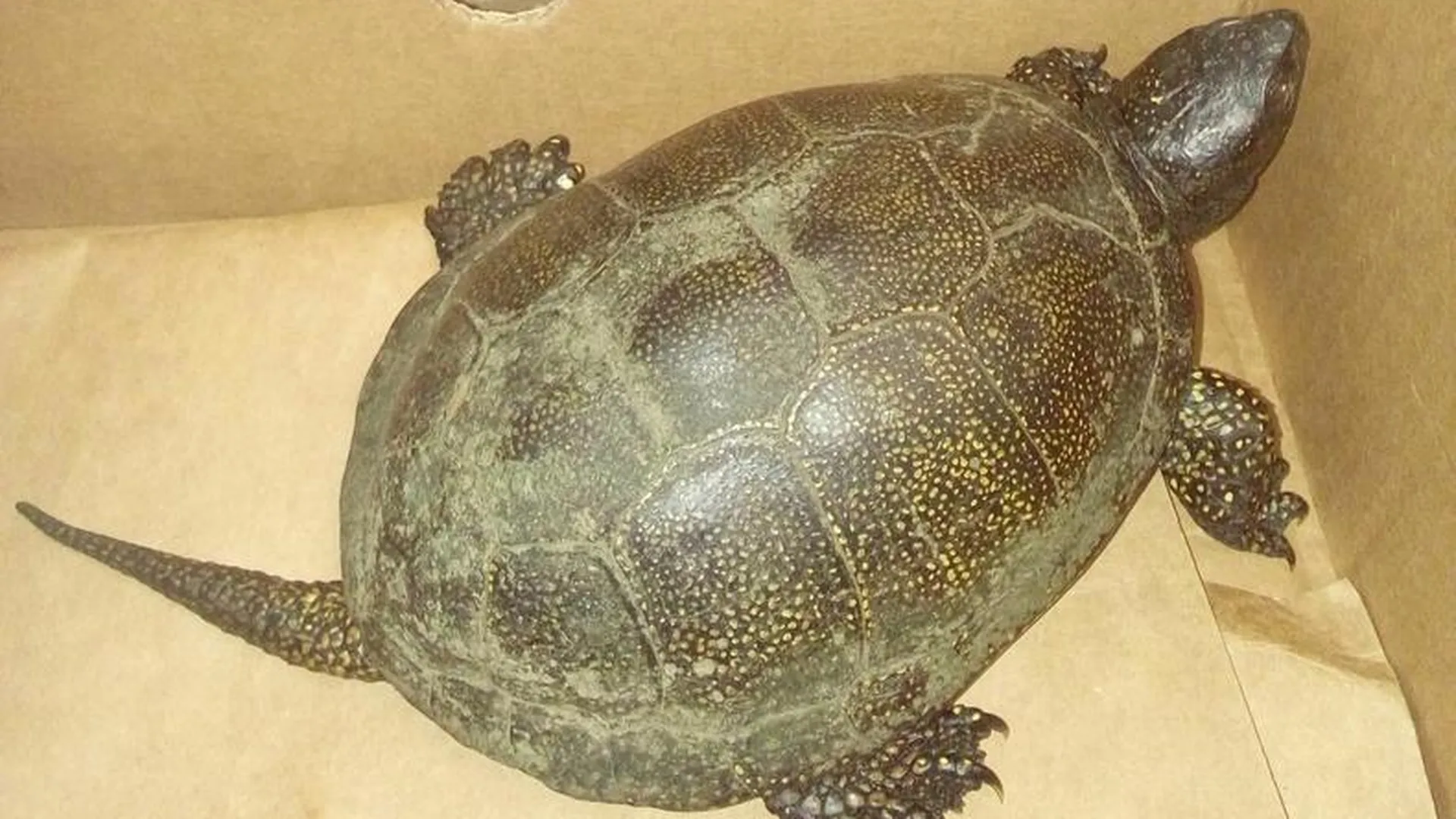 Болотную черепаху в Подмосковье лишили свободы и пытаются найти ей хозяина