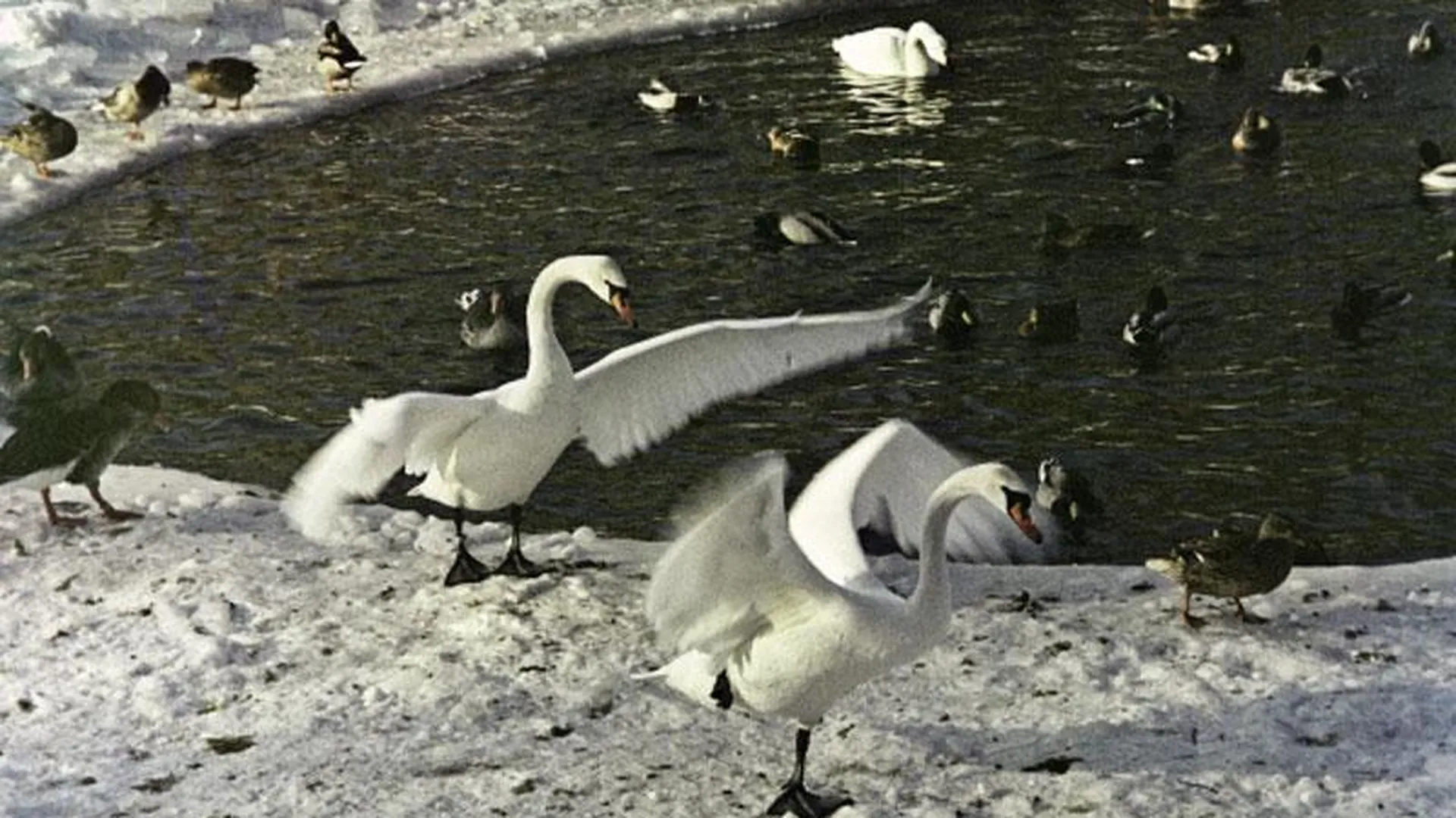 В Черноголовке из замерзающего пруда спасли двух лебедей