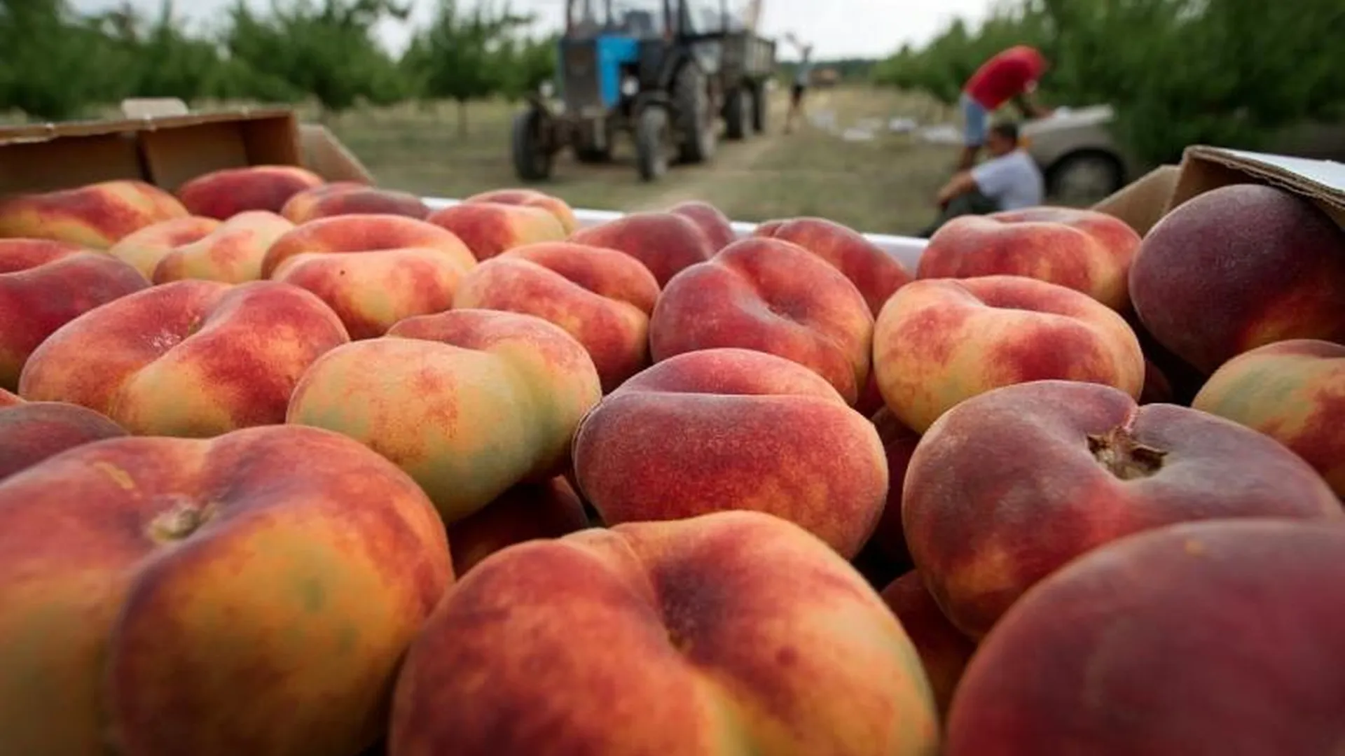 Россельхознадзор обнаружил в Подмосковье 19 тонн зараженных фруктов из Молдавии