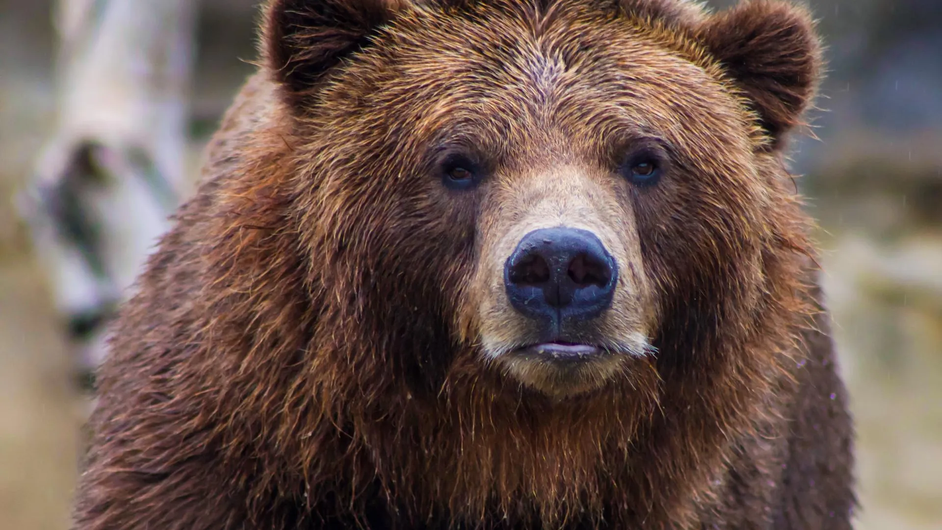 Медведь ворвался ночью в дом к пожилой американке и ранил ее | 360°