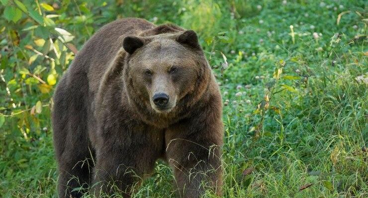 В Калужской области медведь насмерть загрыз мужчину рядом с домом