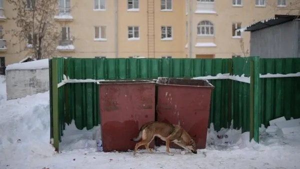 Эксперт: в России нет эффективной системы решения проблемы бродячих собак