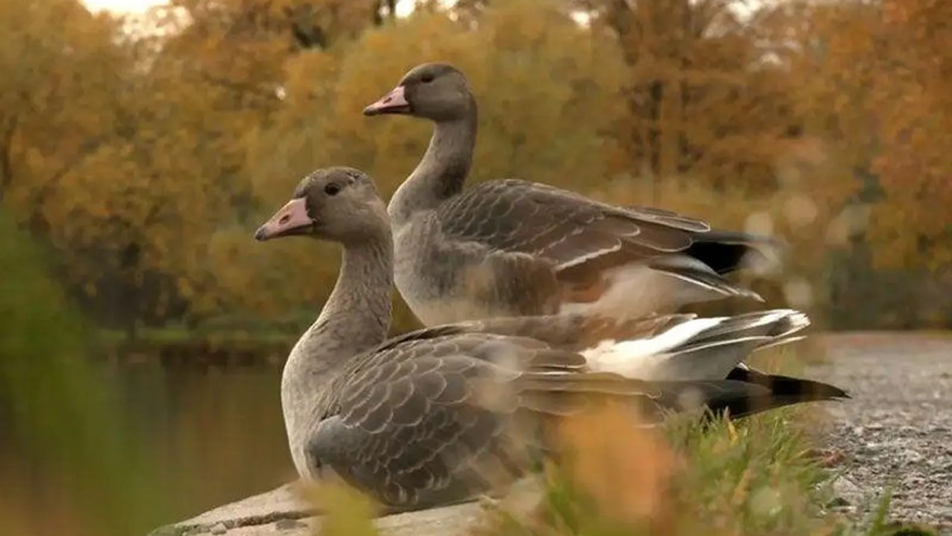 В Петербурге на озере заметили редких белолобых гусей