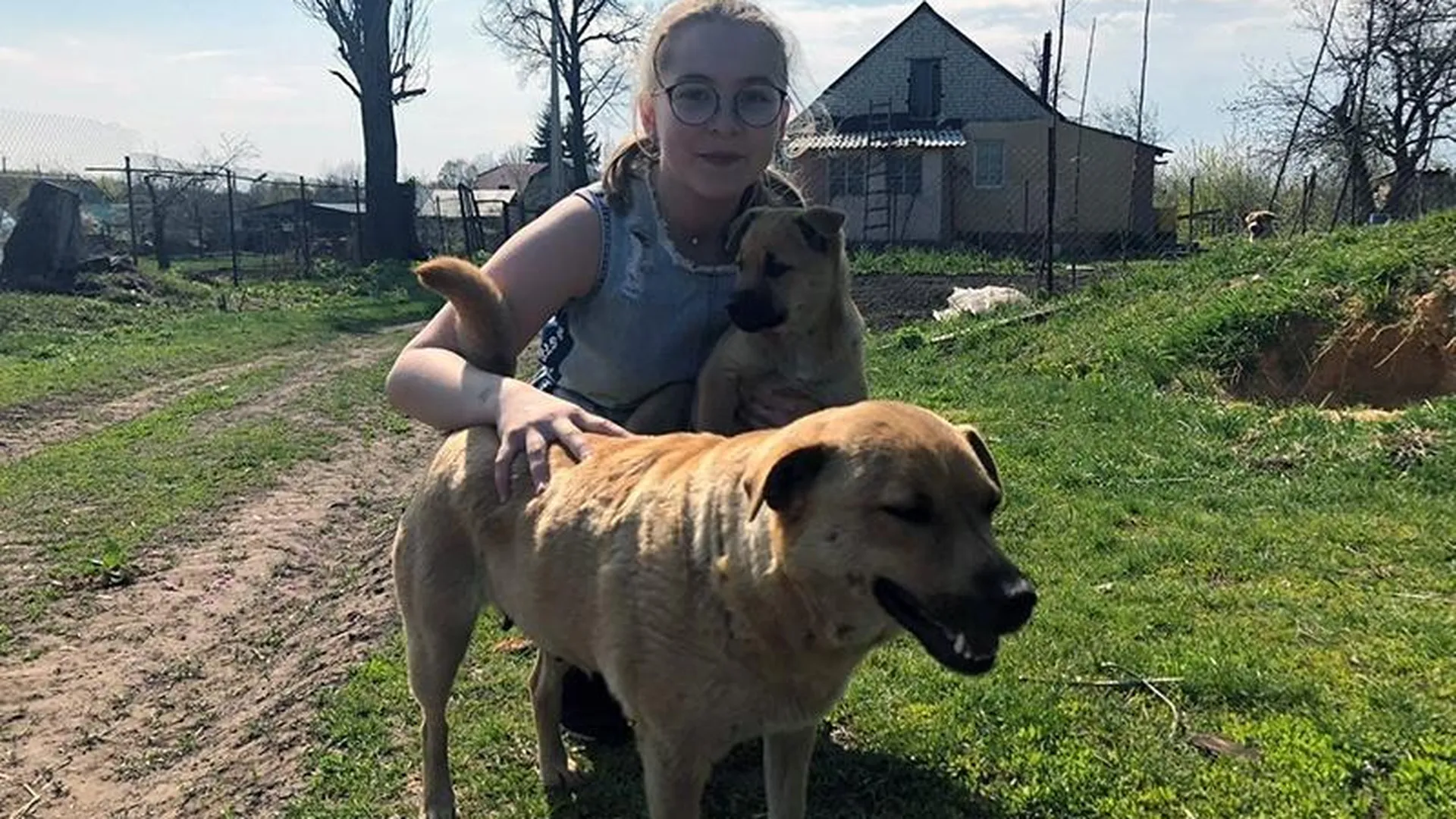 Собаки из приюта в Ногинске получили корм благодаря школьнице