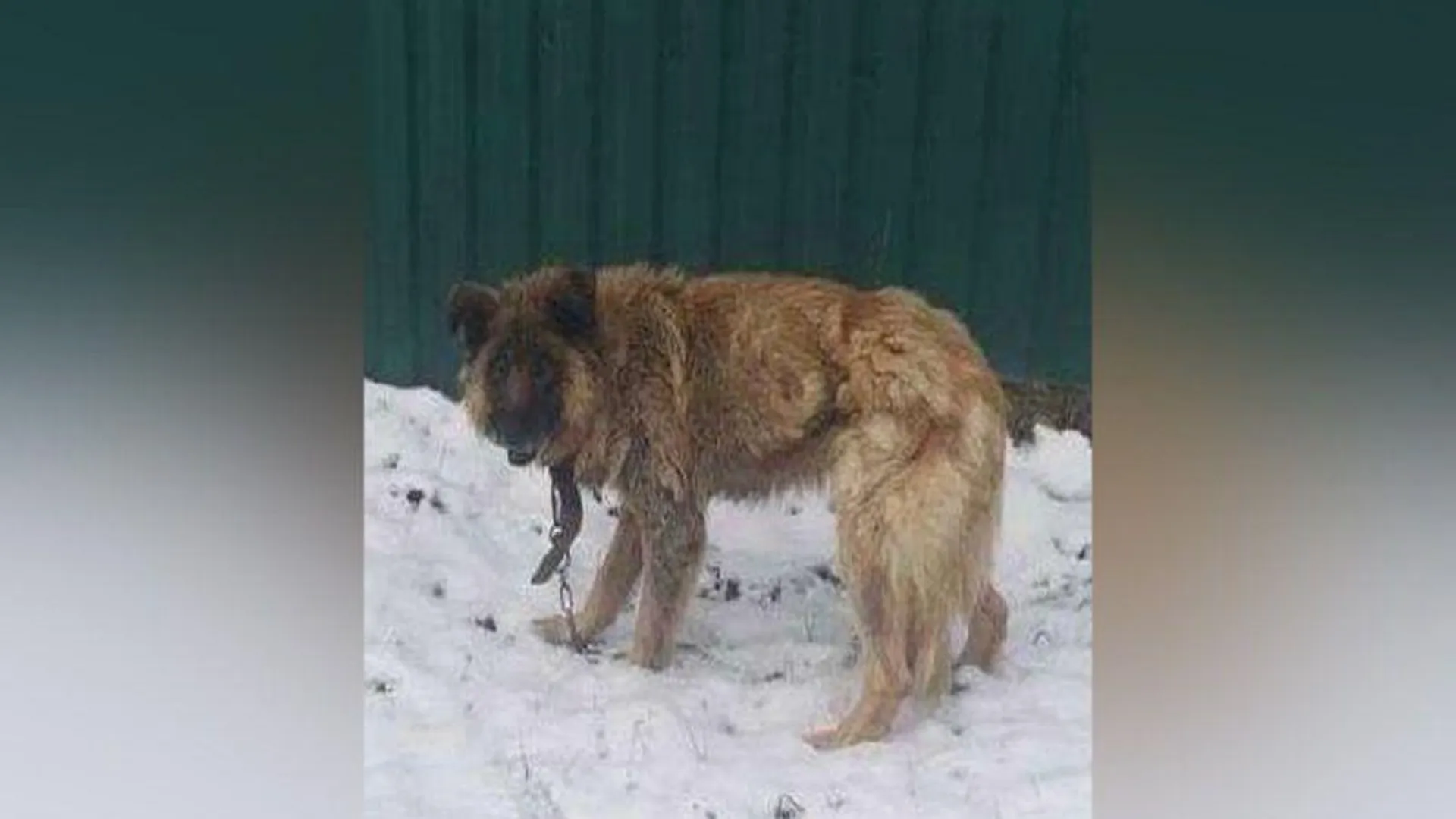 Под Солнечногорском ищут живодеров, замотавших собаку в колючую проволоку
