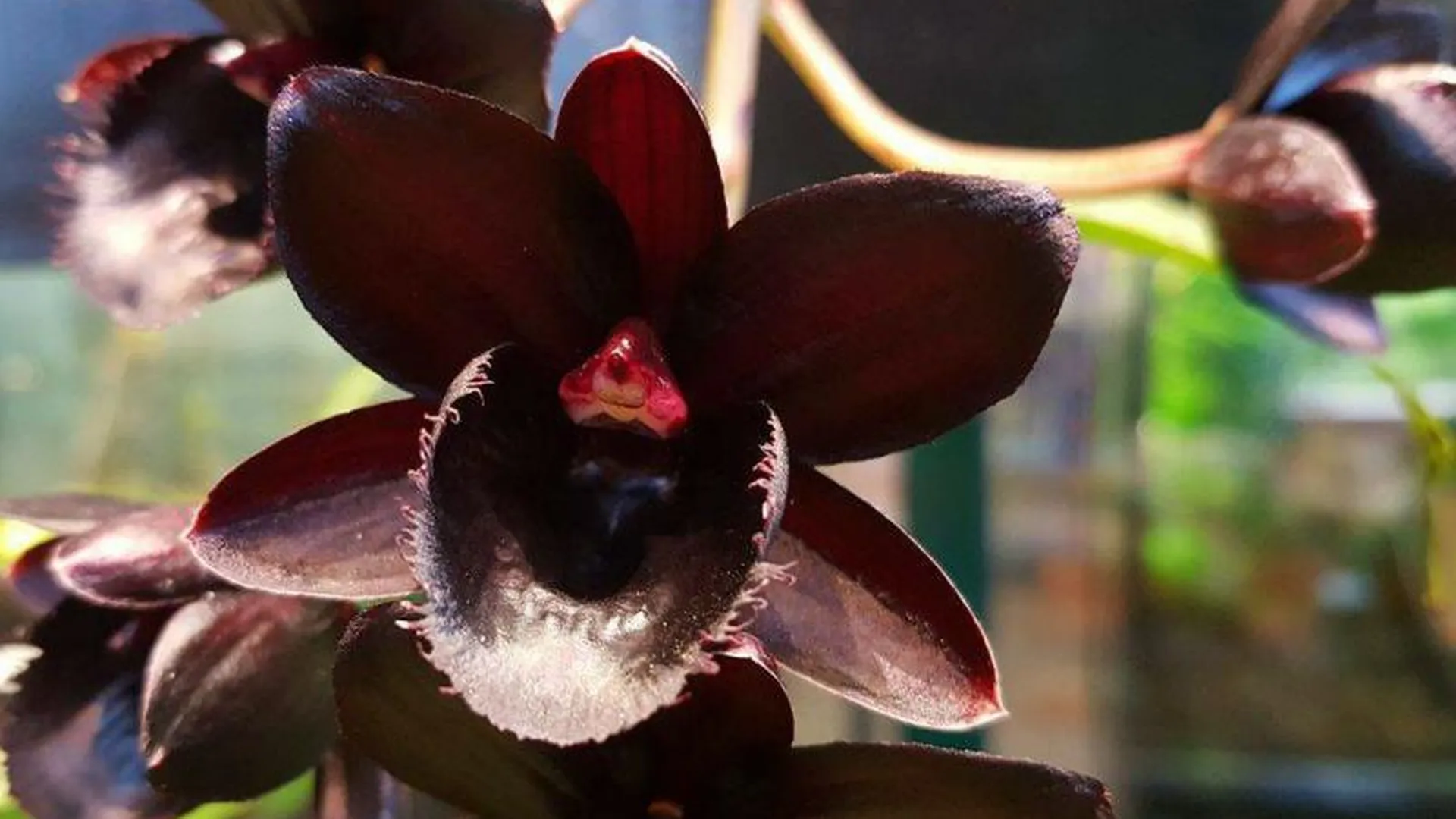 Редкая черная орхидея зацвела в «Аптекарском огороде»