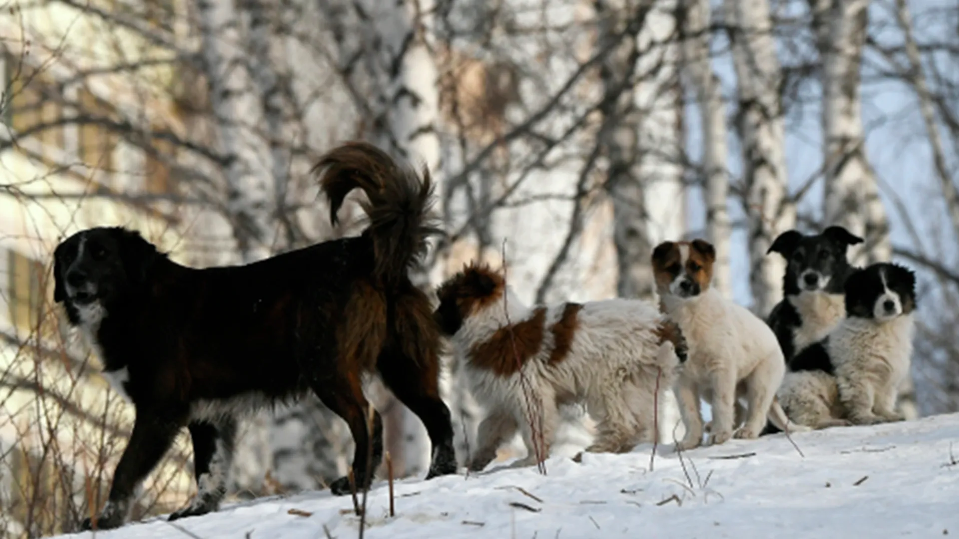 Жители Павловского Посада требуют наказать убийц собак