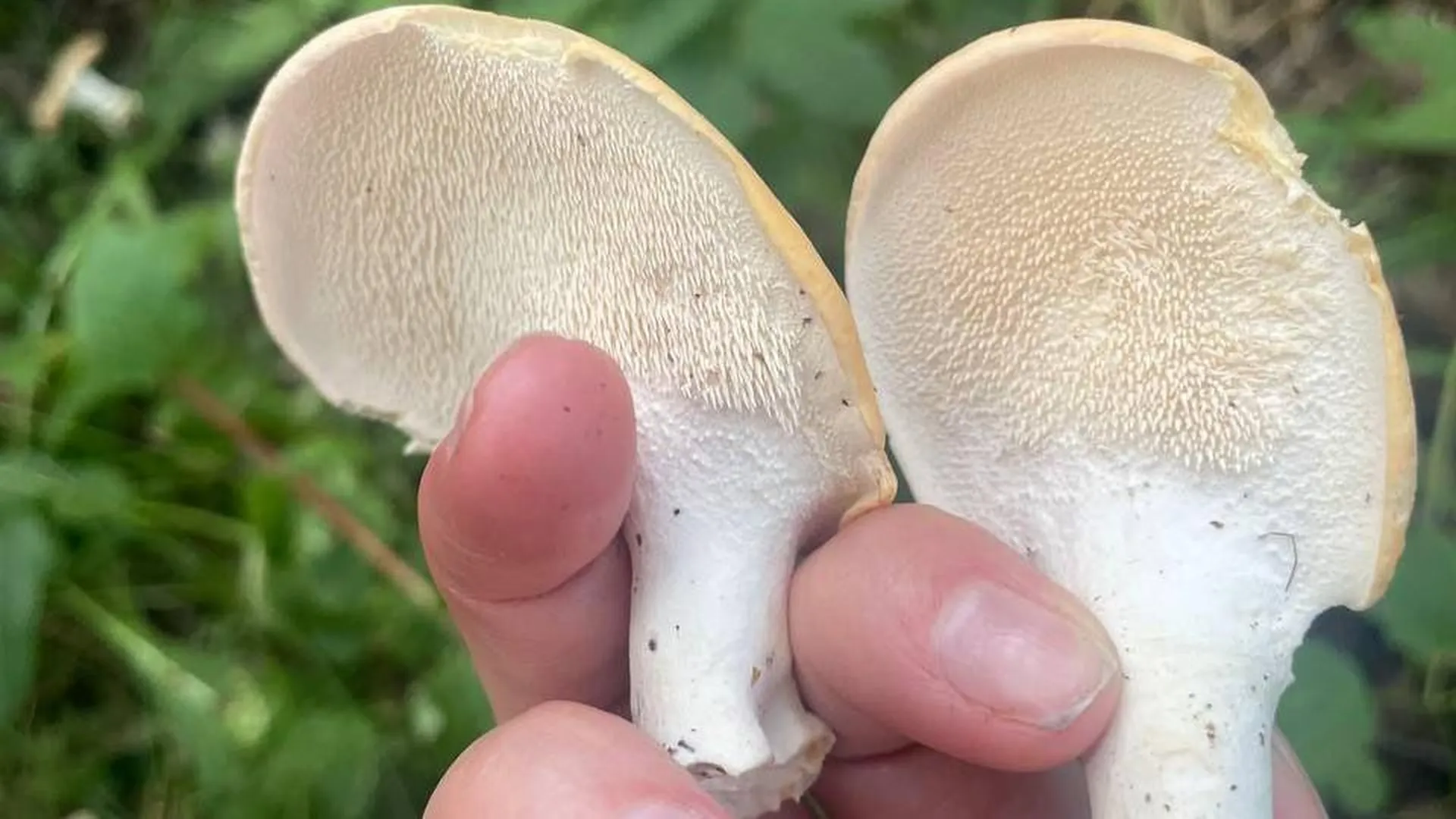 Просто чудо: самый недооценённый съедобный гриб Подмосковья представили в Комлесхозе