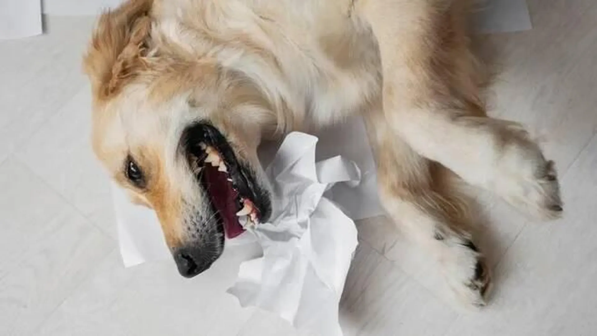 Грумер-живодер покалечила собаку в салоне Челябинска