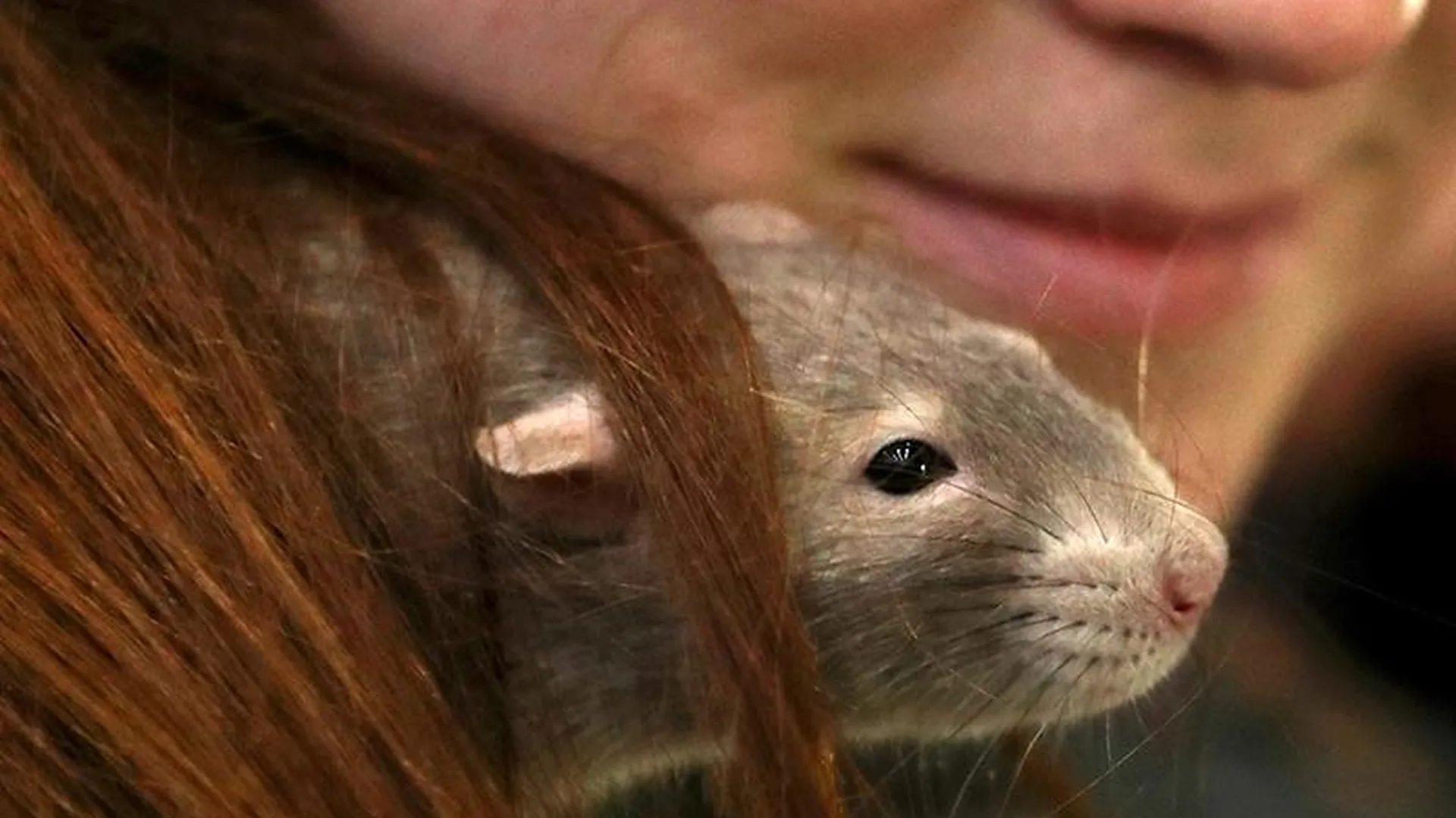 Активистка уже три года выхаживает диких крыс из Подмосковья, ее рекорд – 800 спасенных зверьков за один день 